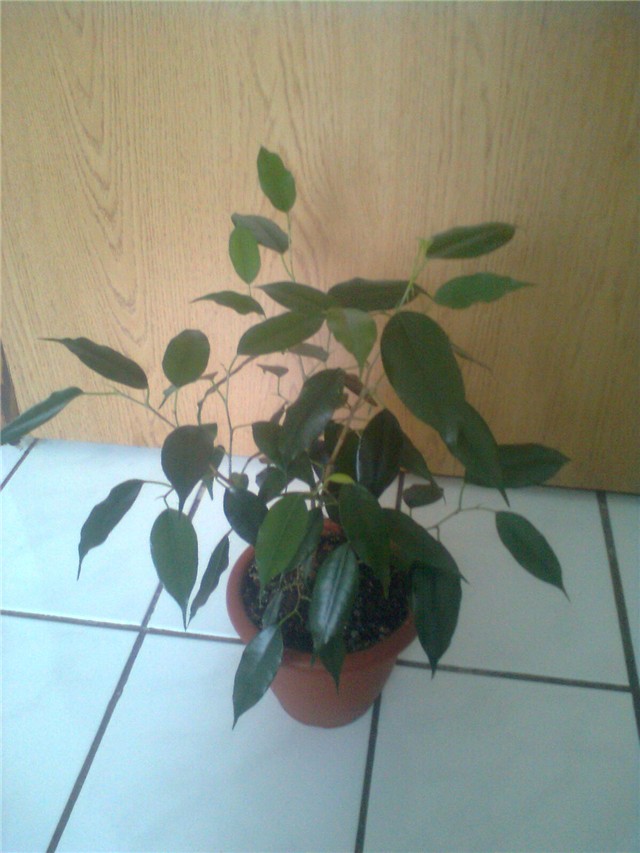 ficus